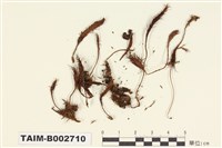 藏品(金髮苔屬)的圖片